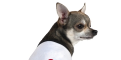 Adidas還有寵物服裝支線Adidog？ 其實(shí)是商標(biāo)侵權(quán)