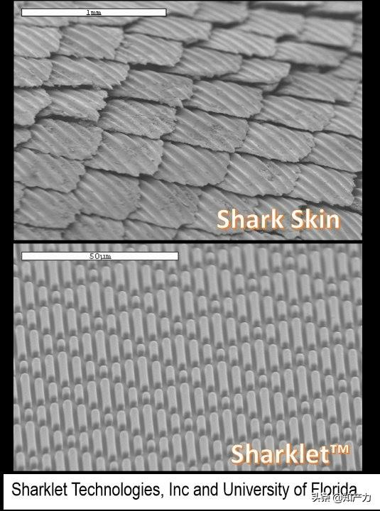 羅永浩剛剛發(fā)布的Sharklet，關(guān)鍵商標(biāo)竟然已經(jīng)被別人注冊(cè)了
