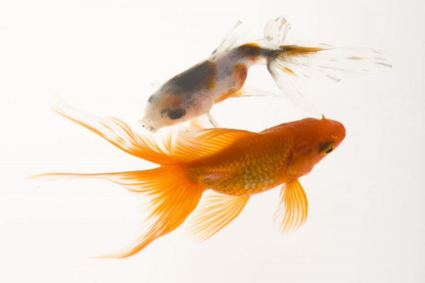 動物出售也要注冊商標(biāo)？動物屬于哪類商標(biāo)