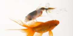 動物出售也要注冊商標(biāo)？動物屬于哪類商標(biāo)